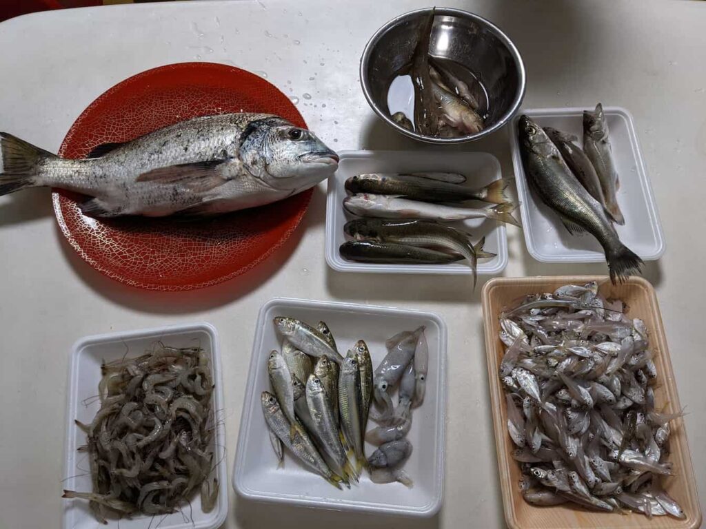 四つ手網漁で獲れた魚介類が写っている写真。小魚が8種類。