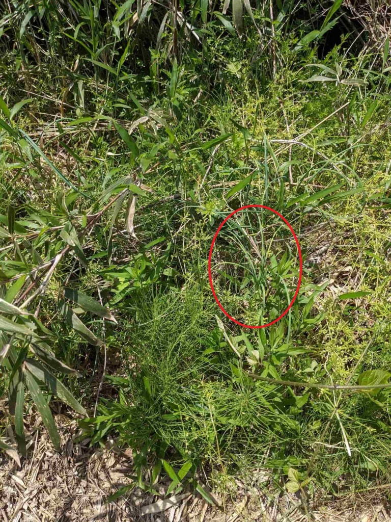 草に混ざってはえているノビルの写真。