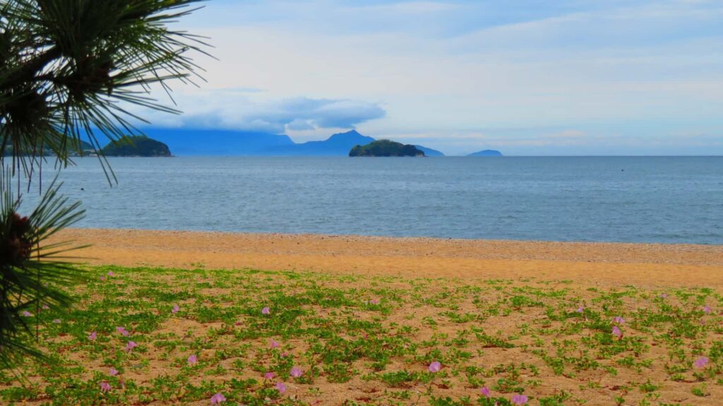 津田の松原海水浴場・松林から砂浜、海を眺める写真